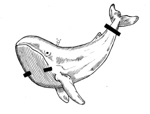 Ink drawing of a massive cartoon whale swimming gracefully through the deep ocean waters